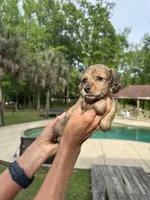 Fletcher, a male Miniature Dachshund for sale in Raymond, MS – Photo 6 of 10