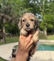 Fletcher, a male Miniature Dachshund for sale in Raymond, MS – Photo 9 of 10