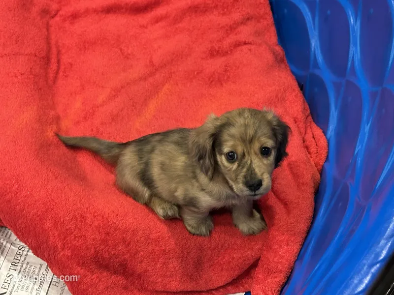 Fletcher – Miniature Dachshund puppy for sale in Raymond, MS