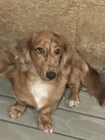 Fletcher, a male Miniature Dachshund for sale in Raymond, MS – Photo 8 of 10