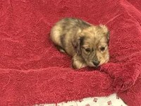 Fletcher, a male Miniature Dachshund for sale in Raymond, MS – Photo 5 of 10