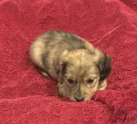 Fletcher, a male Miniature Dachshund for sale in Raymond, MS – Photo 2 of 10