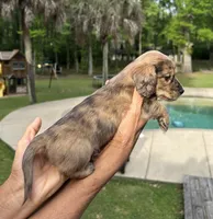 Fletcher, a male Miniature Dachshund for sale in Raymond, MS – Photo 3 of 10