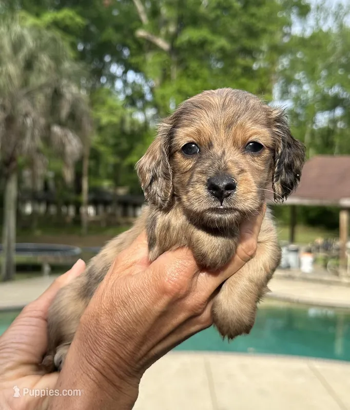 Fletcher – Miniature Dachshund puppy for sale in Raymond, MS