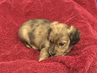 Fletcher, a male Miniature Dachshund for sale in Raymond, MS – Photo 10 of 10