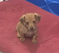 Dash, a male Miniature Dachshund for sale in Raymond, MS – Photo 1 of 10