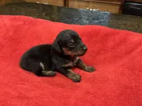 Karma, a female Miniature Dachshund for sale in Raymond, MS – Photo 8 of 9