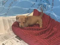 Dash, a male Miniature Dachshund for sale in Raymond, MS – Photo 5 of 10