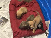 Dash, a male Miniature Dachshund for sale in Raymond, MS – Photo 9 of 10