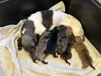 Karma, a female Miniature Dachshund for sale in Raymond, MS – Photo 9 of 9