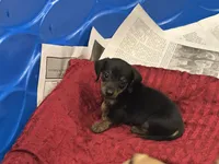 Karma, a female Miniature Dachshund for sale in Raymond, MS – Photo 7 of 9