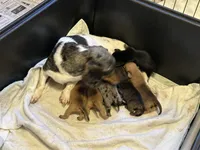 Dash, a male Miniature Dachshund for sale in Raymond, MS – Photo 7 of 10