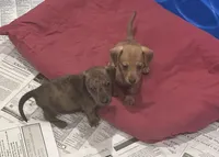 Dash, a male Miniature Dachshund for sale in Raymond, MS – Photo 3 of 10