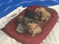 Dash, a male Miniature Dachshund for sale in Raymond, MS – Photo 6 of 10