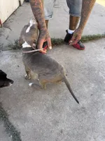 Chica, a female American Pit Bull Terrier for sale in Stockton, CA – 3 of 4