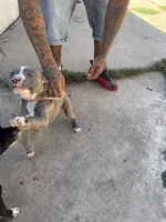 Chica, a female American Pit Bull Terrier for sale in Stockton, CA – 2 of 4