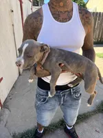 Chica, a female American Pit Bull Terrier for sale in Stockton, CA – 4 of 4