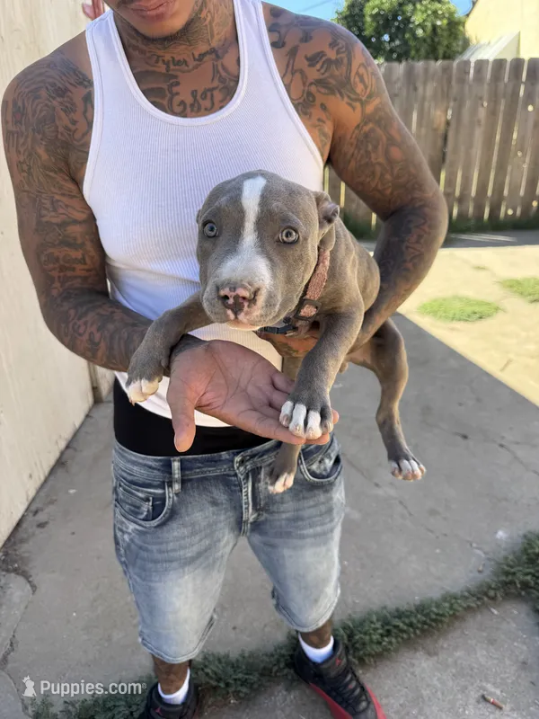 Chica – American Pit Bull Terrier puppy for sale in Stockton, CA