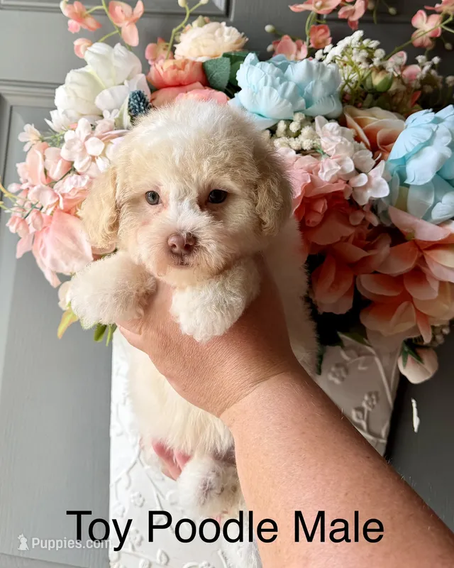 ROMEO – Poodle - Toy  puppy for sale in Locust, NC