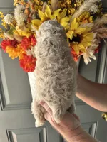 OLIVIA, a female Cockapoo for sale in Locust, NC – 2 of 2