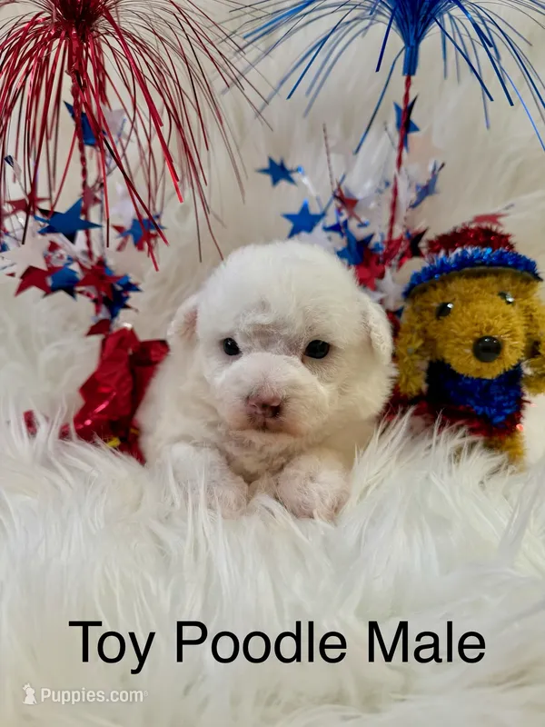 LOUIE – Poodle - Toy  puppy for sale in Locust, NC