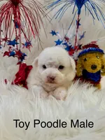 LOUIE, a male Poodle - Toy  for sale in Locust, NC – 1 of 1