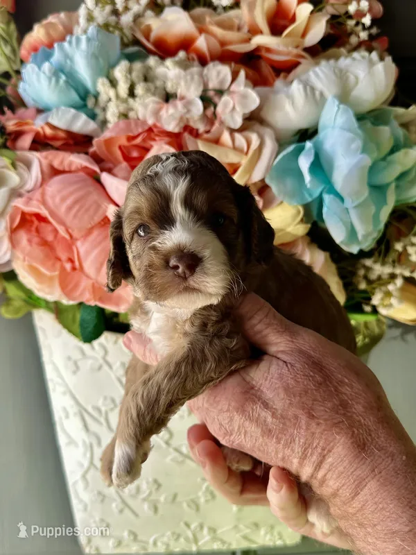 Lilly – Cockapoo puppy for sale in Locust, NC
