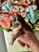 Lilly, a female Cockapoo for sale in Locust, NC – Photo 1 of 2