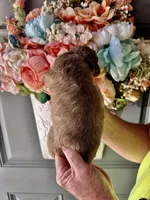 Lilly, a female Cockapoo for sale in Locust, NC – Photo 2 of 2