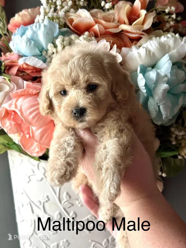Tucker, a male Maltipoo for sale in Locust, NC – Photo 1 of 2
