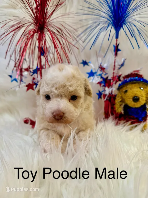 ROMEO – Poodle - Toy  puppy for sale in Locust, NC