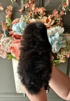Cooper, a male Shihpoo for sale in Locust, NC – Photo 2 of 2