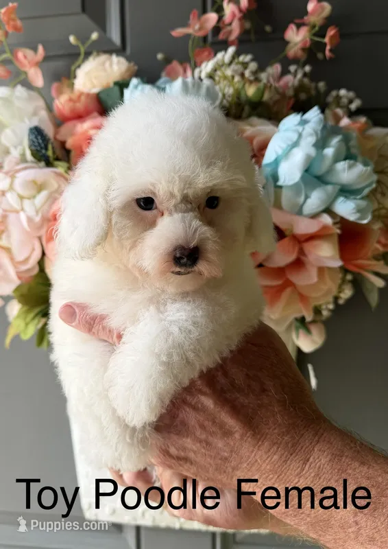 POPPY – Poodle - Toy  puppy for sale in Locust, NC