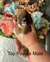 OTIS, a male Poodle - Toy  for sale in Locust, NC – 1 of 1