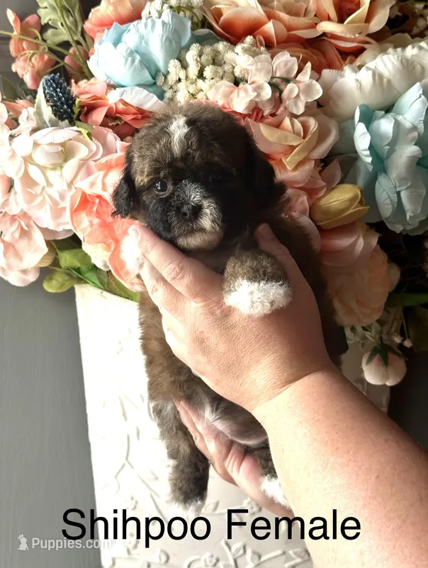 LILLY – Shihpoo puppy for sale in Locust, NC