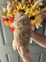 Max, a male Cockapoo for sale in Locust, NC – 2 of 2