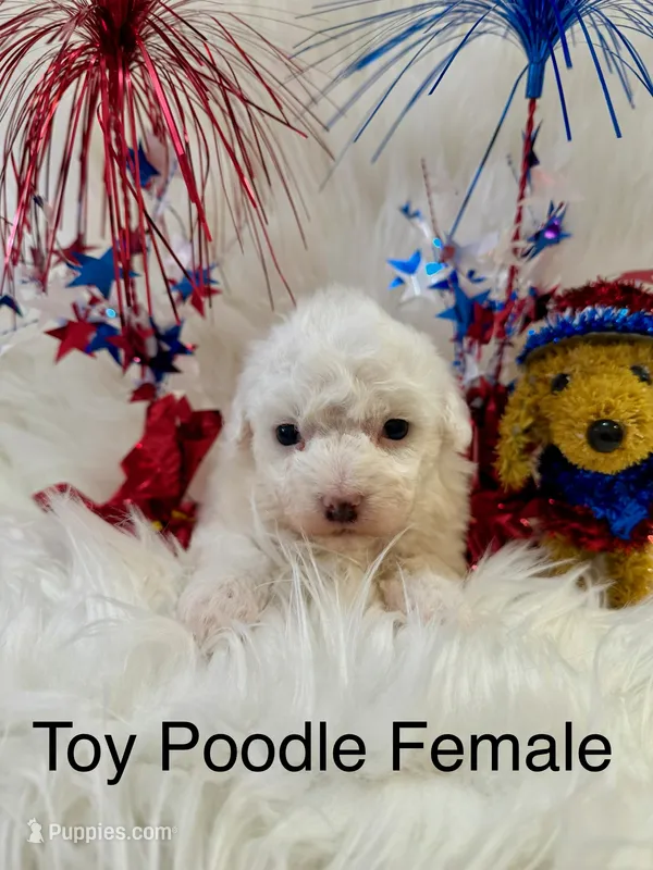 HONEY – Poodle - Toy  puppy for sale in Locust, NC