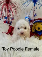 HONEY, a female Poodle - Toy  for sale in Locust, NC – 1 of 1