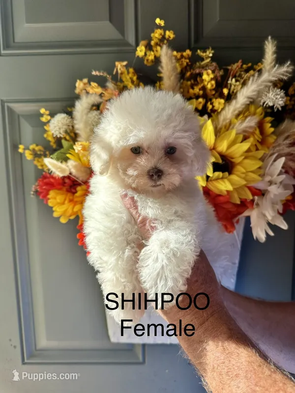 Honey – Shihpoo puppy for sale in Locust, NC