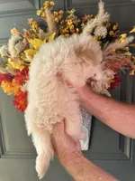 Samantha, a female Shihpoo for sale in Locust, NC – 3 of 3