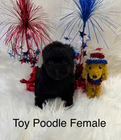 JULIET, a female Poodle - Toy  for sale in Locust, NC – 1 of 1