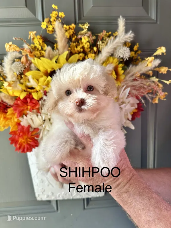 Samantha – Shihpoo puppy for sale in Locust, NC