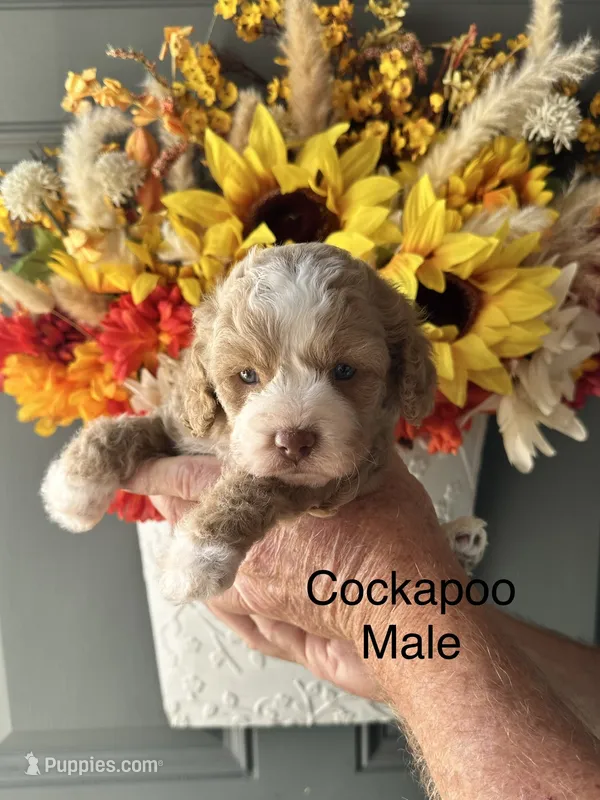 Max – Cockapoo puppy for sale in Locust, NC