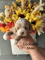 Max, a male Cockapoo for sale in Locust, NC – 1 of 2