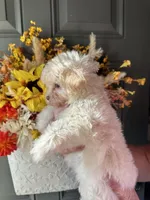 Samantha, a female Shihpoo for sale in Locust, NC – 2 of 3