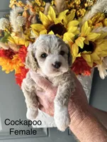 OLIVIA, a female Cockapoo for sale in Locust, NC – 1 of 2