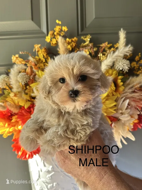 MUGSY – Shihpoo puppy for sale in Locust, NC