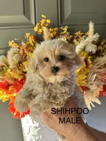 MUGSY, a male Shihpoo for sale in Locust, NC – 1 of 1