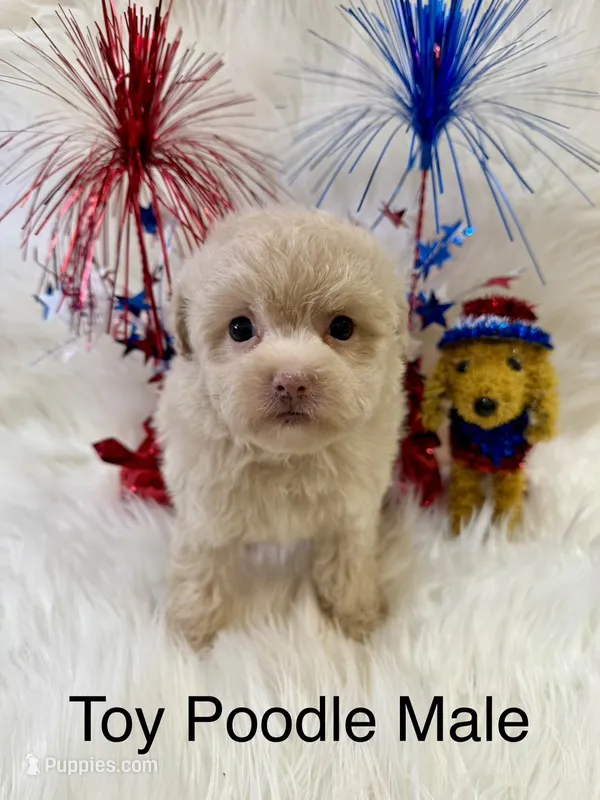 OSCAR – Poodle - Toy  puppy for sale in Locust, NC