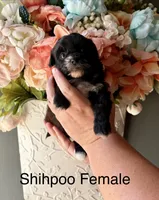 MEG, a female Shihpoo for sale in Locust, NC – 1 of 2